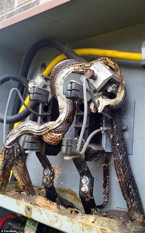 2 snake in the electric box out of power|Workers shocked to find two dead snakes in electrical box.